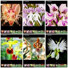 orchid home bonsai flowers 200pcs ...