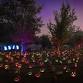 Magic of the Jack O’Lanterns | South Coast Botanic event image