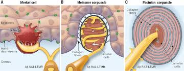 Merkel cell carcinoma is a rare type of skin cancer that usually starts in areas of skin exposed to the sun. Ltmr End Organs Of Glabrous Skin A Merkel Cells Are Located Within Download Scientific Diagram