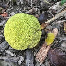 Que faire pour éviter la foudre ? Groundhogs Osage Oranges Acorns Winter S On Its Way Cape Gazette