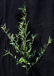 Image result for Corchorus schimperi