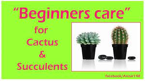 While both succulents and cacti store their own water, you can't. Cactus And Succulents Beginners Care Cactus Mania Youtube