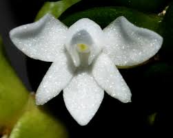 Image result for Angraecum distichum