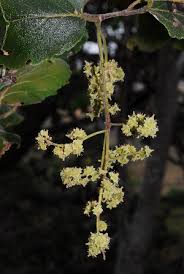 Image result for Homalium dentatum