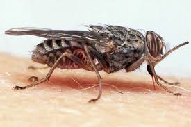 Image result for Isoglossa ciliata