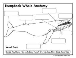 It performs complex and cooperative feeding techniques. Humpback Whale Season Coloring And Activity Pages By Marine Science And More