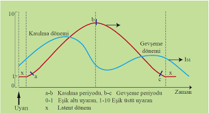 kasilma sirasinda gerceklesen kimyasal olaylar ve kasilma mekanizmasi bilgi al