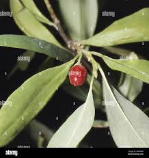 Image result for Erythroxylaceae