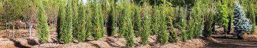 Maybe you would like to learn more about one of these? Tree Farm Hillside Nursery