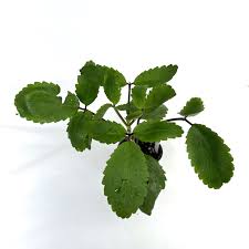 Image result for Kalanchoe pinnata