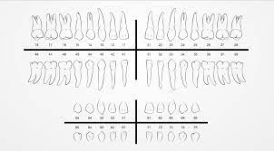 Dientes Cuantos Tenemos Y Por Que Se Numeran Clinica Dental Bayona