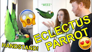 How much do parrots cost? Pet Parrot Q A Ft Archie The Eclectus Parrot Youtube