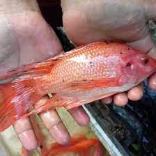 Bahkan ikan nila larasati juga banyak yang dijadikan sebagai ikan hias dikolam karena keindahan warnanya. Jual Produk Ekor Panjang Ikan Nila Termurah Dan Terlengkap April 2021 Bukalapak