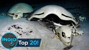 Check spelling or type a new query. Top 20 Creepiest Things Found In The Ocean Watchmojo Com