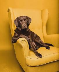 Pin By Cruzmary Ucan On Perros Labrador Funny Dogs Labrador Retriever