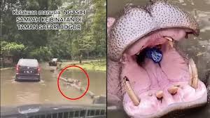 Video viral tiktok botol bangladesh, fakta kondisi perempuan. 4 Fakta Video Viral Pengunjung Lempar Botol Plastik Ke Mulut Kuda Nil News Liputan6 Com
