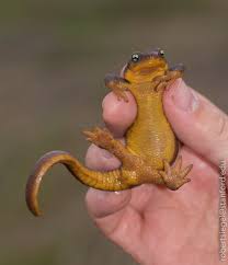 Image result for california newts