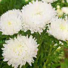 30 Duchess White Paeony Aster French Peony Callistephus Double Flower Seeds Flat Shipping In 2021 Aster Flower Flower Seeds French Flowers