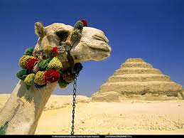 Welcome to the national geographic image collection. Pyramid Of Djoser Camel National Geographic Wallpaper Download Best Free Pictures