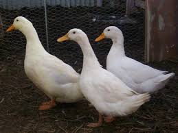 The female has a much louder quack than the drake. Pekin Ducks For Sale Beaworthy Devon Pets4homes