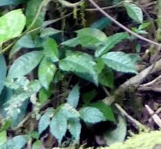 Image result for Allophylus africanus