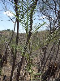 Image result for Elephantorrhiza goetzei