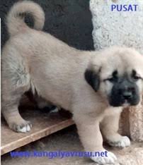 Kangal Yavrusu