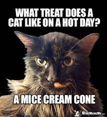 pin on funny cat memes