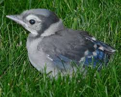 Birds Outside My Window Meaning Baby Blue Jay Blue Jay Blue Jay Bird Bird Photo
