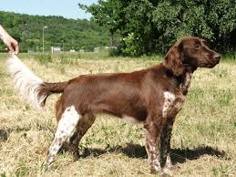 Image result for Malý münsterlandský ohař