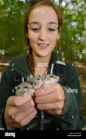 Edible dormice uk hi-res stock photography and images