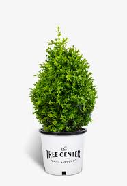 A centralized trading place for elder scrolls online tu (eso). American Boxwood For Sale The Tree Center