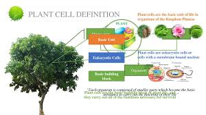 Check spelling or type a new query. Plant Cell By Ikwan Wahyudi Ppt Download