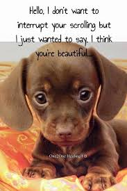 I Just Wanted To Say You Are Beautiful Cute Little Puppies Cute Animals Cute Baby Animals