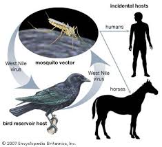 About 20% of people develop a mild infection called west nile fever. West Nile Virus Description Transmission Symptoms Treatment Britannica
