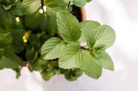 Health benefits, growing these are the differences between spearmint vs peppermint that you need, for you to know which one you need the most. How To Grow Chocolate Mint