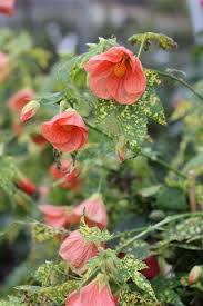 Image result for Abutilon englerianum