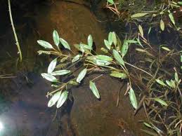 Image result for Potamogeton
