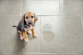 I tried removing the smell from the rug, but he keeps going you mentioned hydrogen peroxide to remove pet stains from wood floors. How To Clean Pet Stains On Floors Top 5 Methods Oh So Spotless