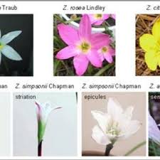 May 09, 2016 · the cocos finch can only be found on cocos island, an offshore island in costa rica. Zephyranthes X Flaggii In Pot In North Carolina And In Yard In Costa Rica Download Scientific Diagram