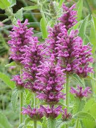 Image result for Stachys aculeolata
