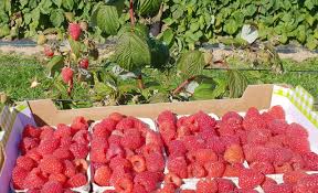 frische himbeeren direkt vom strauch beim obsthof huber in onsbach