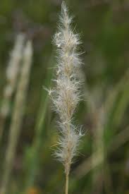 Image result for Bothriochloa