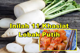 Ubat batu karang secara tradisional paling mujarab di farmasi malaysia. Inilah 11 Khasiat Lobak Putih Yang Lain Bukan Sekadar Menghancurkan Batu Karang Petua Ibu