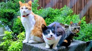 القط في القدر قطط م حببة تغفو في قدور يابانية global voices الأصوات العالمية