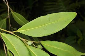 Image result for Putranjivaceae