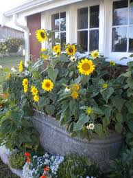 Red Gate Farm To Market To Market Garden Containers Sunflower Garden Plants