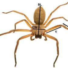 Constructs a small trapdoor retreat in tree bark, where it waits to ambush prey. 35849 Pdfs Review Articles In Spiders