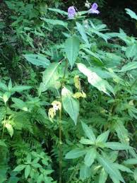 Blumen, kirschblüte, zweig, rosa blumen. Suche Grune Hohle Pflanze Die Lila Bluten Hat Und Meistens In Nahe Von Bachen Steht Pflanzen Botanik