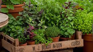 Check spelling or type a new query. Herb Garden Planting Ideas And Advice On How To Grow Herbs Real Homes